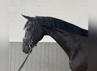 Hannover, Castrone, 5 Anni, 169 cm, Morello