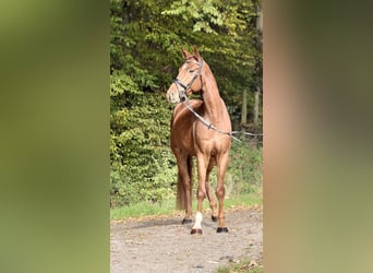 Hannover, Castrone, 5 Anni, 169 cm, Sauro