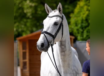 Hannover, Castrone, 5 Anni, 169 cm, Sauro