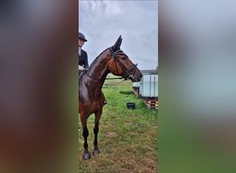 Hannover, Castrone, 5 Anni, 170 cm, Baio