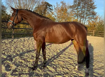 Hannover, Castrone, 5 Anni, 170 cm, Baio