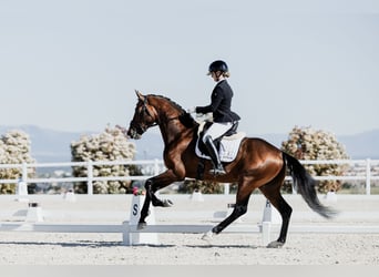 Hannover, Castrone, 5 Anni, 170 cm, Baio