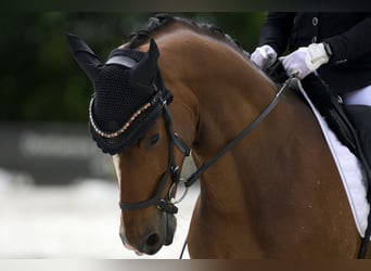 Hannover, Castrone, 5 Anni, 170 cm, Baio