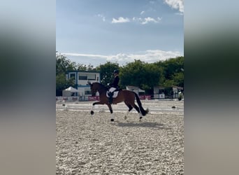 Hannover, Castrone, 5 Anni, 170 cm, Baio