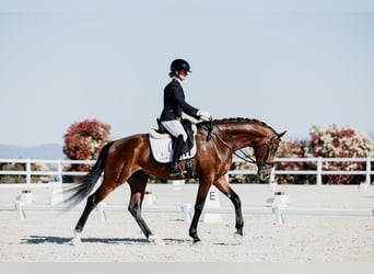 Hannover, Castrone, 5 Anni, 170 cm, Baio