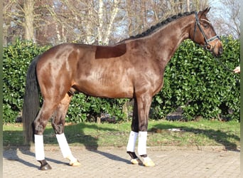 Hannover, Castrone, 5 Anni, 170 cm, Baio