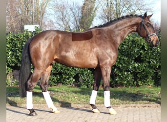 Hannover, Castrone, 5 Anni, 170 cm, Baio