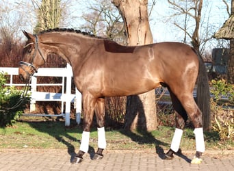 Hannover, Castrone, 5 Anni, 170 cm, Baio