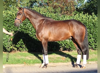 Hannover, Castrone, 5 Anni, 170 cm, Baio