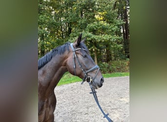 Hannover, Castrone, 5 Anni, 170 cm, Baio nero