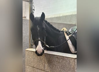 Hannover, Castrone, 5 Anni, 170 cm, Baio nero