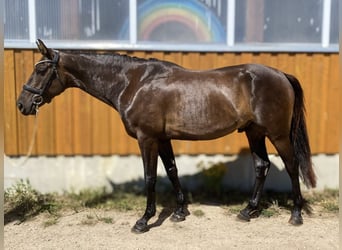 Hannover, Castrone, 5 Anni, 170 cm, Baio scuro