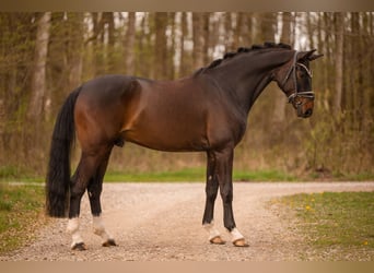 Hannover, Castrone, 5 Anni, 170 cm, Baio scuro