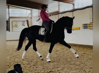 Hannover, Castrone, 5 Anni, 170 cm, Baio scuro