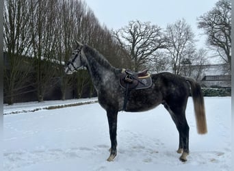 Hannover, Castrone, 5 Anni, 170 cm, Grigio pezzato