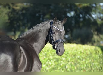 Hannover, Castrone, 5 Anni, 170 cm, Morello