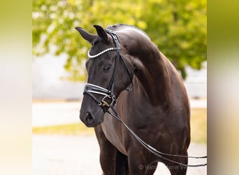 Hannover, Castrone, 5 Anni, 170 cm, Morello