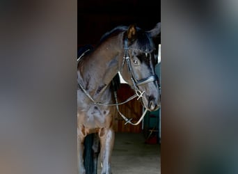 Hannover, Castrone, 5 Anni, 170 cm, Morello