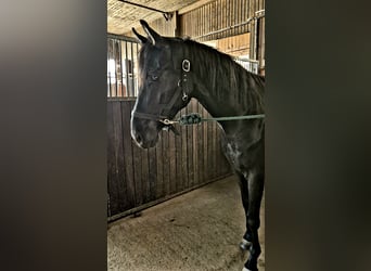 Hannover, Castrone, 5 Anni, 170 cm, Morello