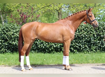 Hannover, Castrone, 5 Anni, 170 cm, Sauro