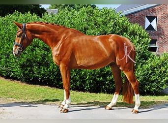 Hannover, Castrone, 5 Anni, 170 cm, Sauro