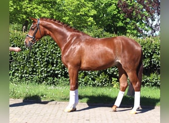 Hannover, Castrone, 5 Anni, 170 cm, Sauro