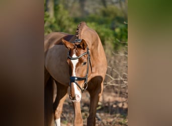 Hannover, Castrone, 5 Anni, 170 cm, Sauro