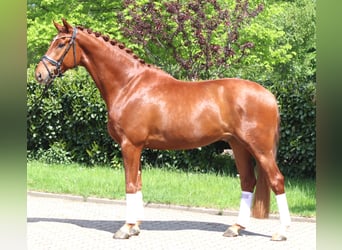 Hannover, Castrone, 5 Anni, 170 cm, Sauro