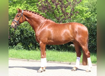 Hannover, Castrone, 5 Anni, 170 cm, Sauro