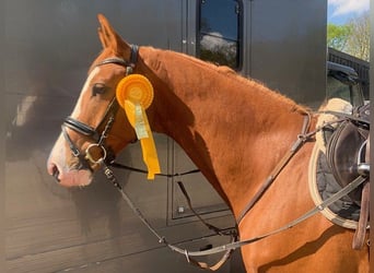 Hannover, Castrone, 5 Anni, 170 cm, Sauro