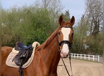 Hannover, Castrone, 5 Anni, 170 cm, Sauro