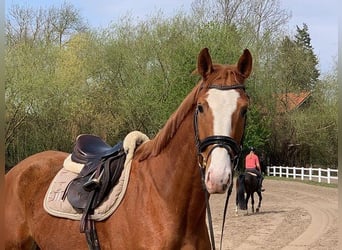 Hannover, Castrone, 5 Anni, 170 cm, Sauro