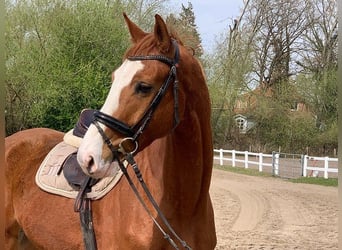 Hannover, Castrone, 5 Anni, 170 cm, Sauro