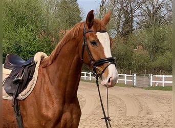 Hannover, Castrone, 5 Anni, 170 cm, Sauro