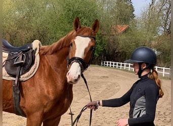 Hannover, Castrone, 5 Anni, 170 cm, Sauro