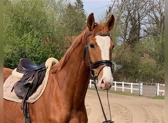 Hannover, Castrone, 5 Anni, 170 cm, Sauro