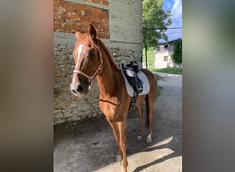 Hannover, Castrone, 5 Anni, 170 cm, Sauro scuro