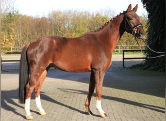Hannover, Castrone, 5 Anni, 170 cm, Sauro scuro