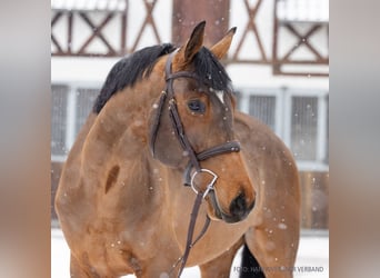 Hannover, Castrone, 5 Anni, 171 cm, Baio