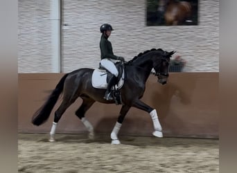 Hannover, Castrone, 5 Anni, 171 cm, Baio nero
