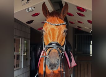 Hannover, Castrone, 5 Anni, 171 cm, Sauro