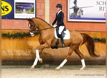 Hannover, Castrone, 5 Anni, 171 cm, Sauro