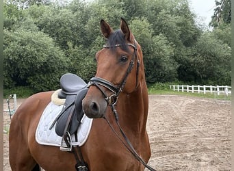 Hannover, Castrone, 5 Anni, 172 cm, Baio