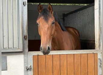 Hannover, Castrone, 5 Anni, 172 cm, Baio