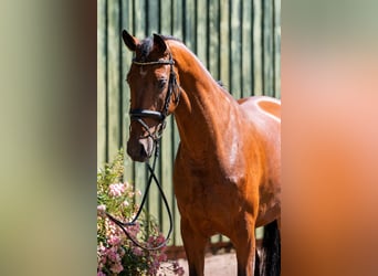Hannover, Castrone, 5 Anni, 172 cm, Baio