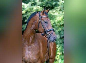 Hannover, Castrone, 5 Anni, 172 cm, Baio