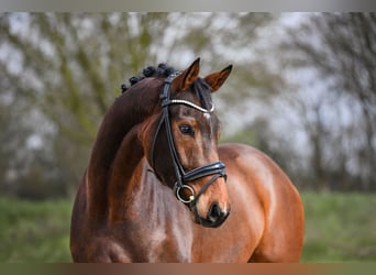 Hannover, Castrone, 5 Anni, 172 cm, Baio