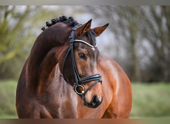 Hannover, Castrone, 5 Anni, 172 cm, Baio