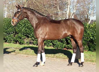 Hannover, Castrone, 5 Anni, 172 cm, Baio