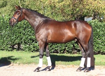 Hannover, Castrone, 5 Anni, 172 cm, Baio